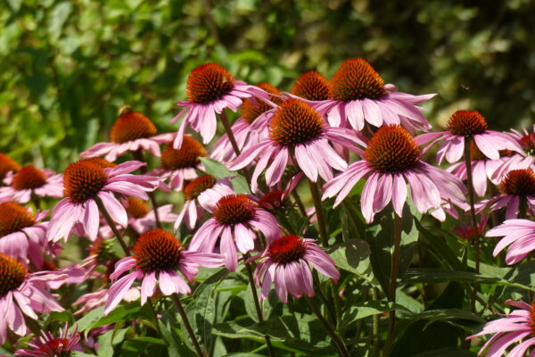 Echinacea Benefits